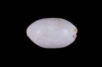 藏品(雨絲寶螺)的圖片